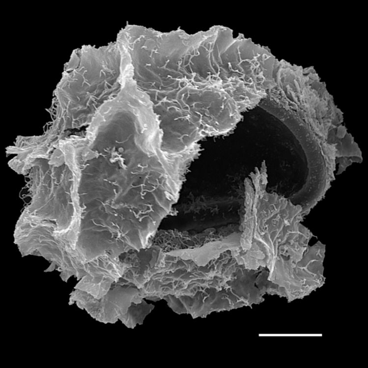 Blechnaceae Parablechnum glaziovii