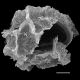 image of Parablechnum glaziovii