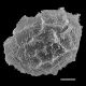 image of Parablechnum glaziovii
