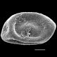 image of Icarus filiformis