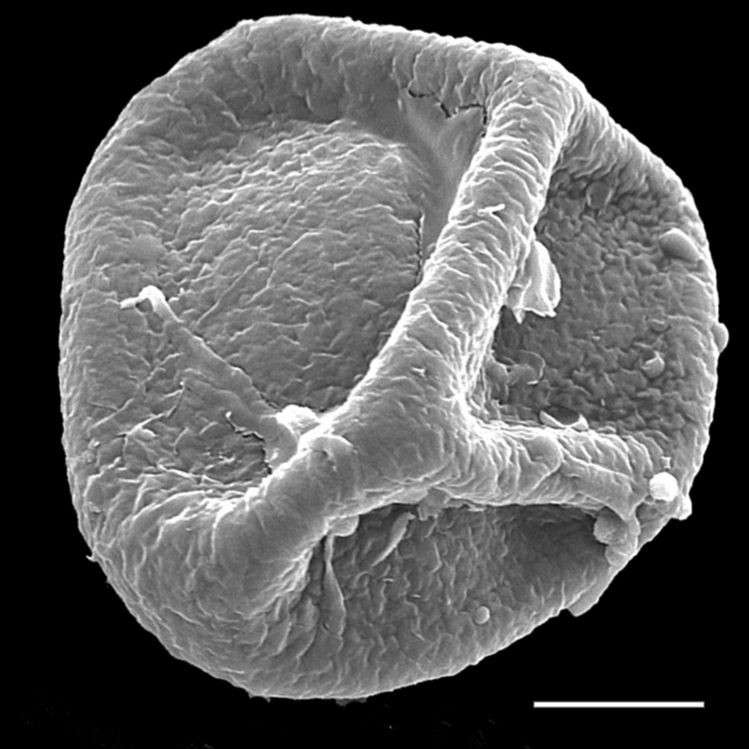 Blechnaceae Icarus filiformis