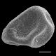 image of Icarus filiformis