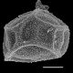 image of Matteuccia struthiopteris