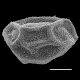 image of Matteuccia struthiopteris
