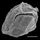 image of Matteuccia struthiopteris