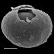 image of Neoblechnum brasilianum