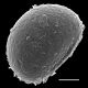 image of Neoblechnum brasilianum