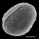image of Oceaniopteris cartilaginea