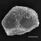 image of Oceaniopteris gibba