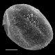 image of Oceaniopteris gibba