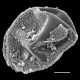 image of Onoclea sensibilis