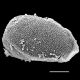 image of Onoclea sensibilis