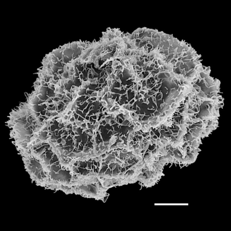 Blechnaceae Parablechnum chiriquanum