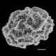 image of Parablechnum chiriquanum