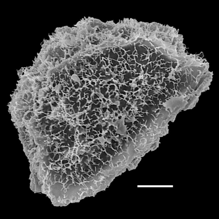Blechnaceae Parablechnum chiriquanum