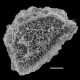image of Parablechnum chiriquanum