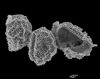 image of Parablechnum chiriquanum
