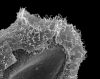 image of Parablechnum chiriquanum