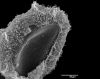 image of Parablechnum chiriquanum