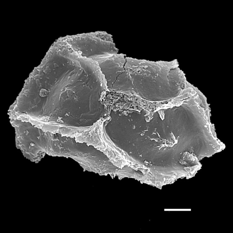 Blechnaceae Parablechnum schiedeanum