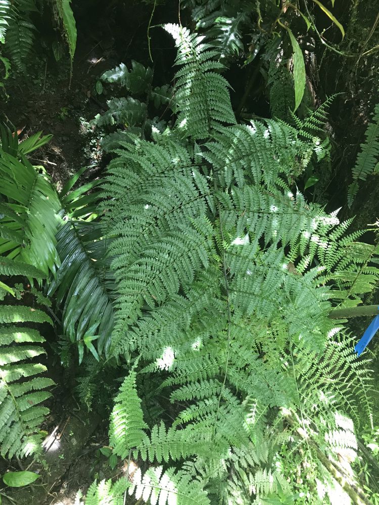 Athyriaceae Diplazium myriomerum