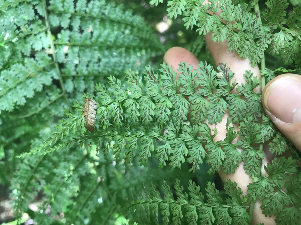 Athyriaceae Diplazium myriomerum