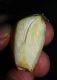 image of Allium sativum