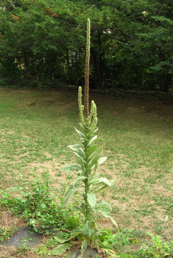 Scrophulariaceae Verbascum thaspus