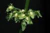 image of Rumex obtusifolius