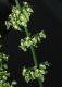 image of Rumex obtusifolius