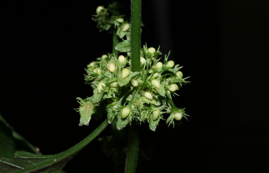Polygonaceae Rumex obtusifolius