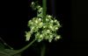 image of Rumex obtusifolius
