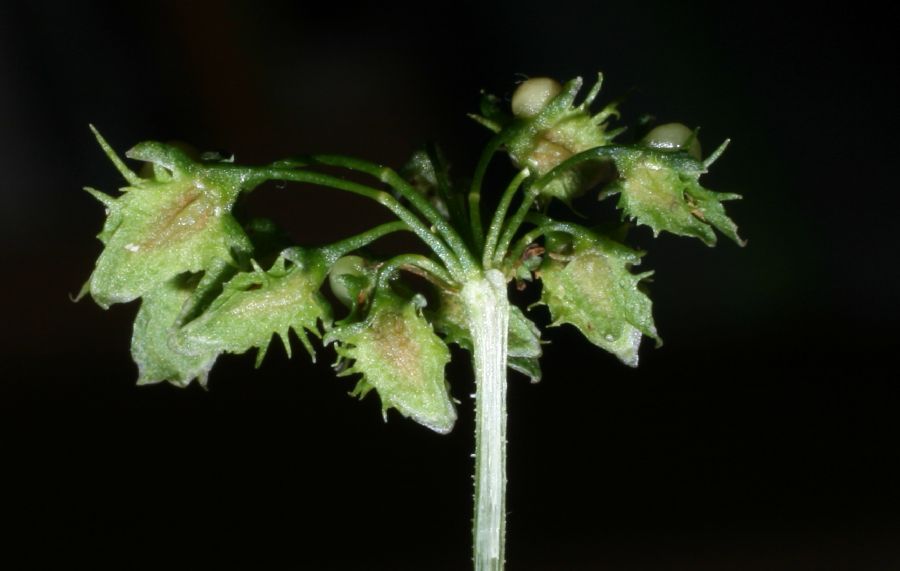 Polygonaceae Rumex obtusifolius