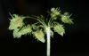 image of Rumex obtusifolius