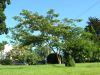 image of Albizia julibrissin