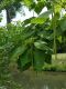 image of Catalpa speciosa