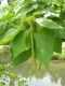 image of Catalpa speciosa