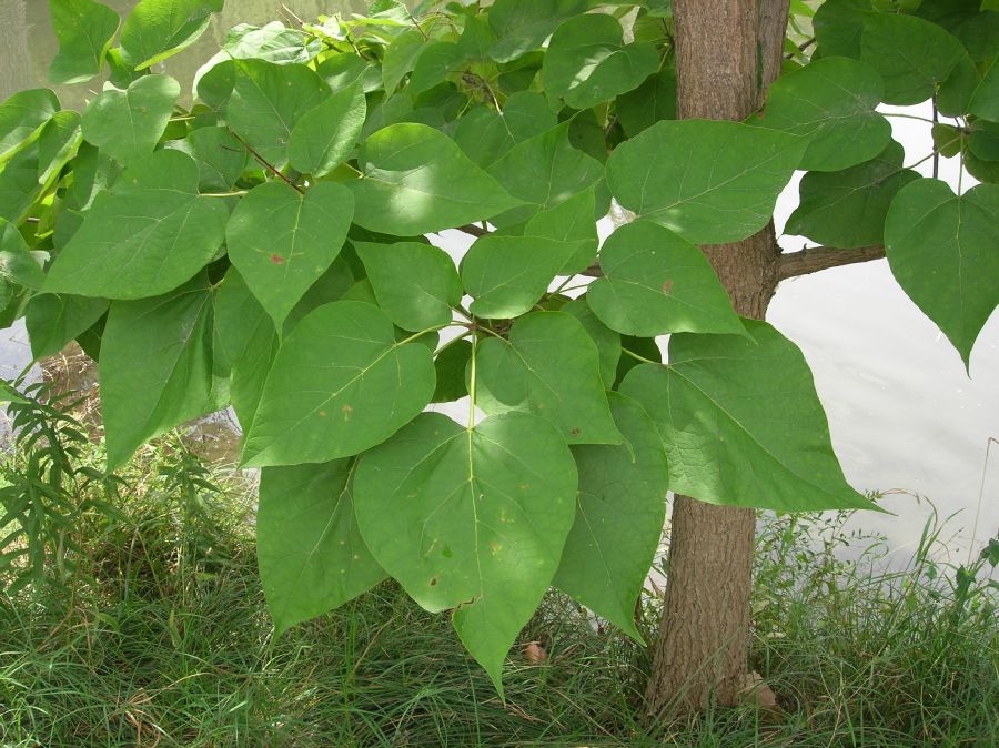 Bignoniaceae Catalpa speciosa