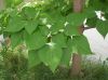 image of Catalpa speciosa