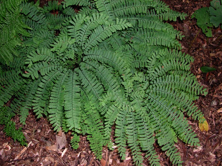 Pteridaceae Adiantum pedatum