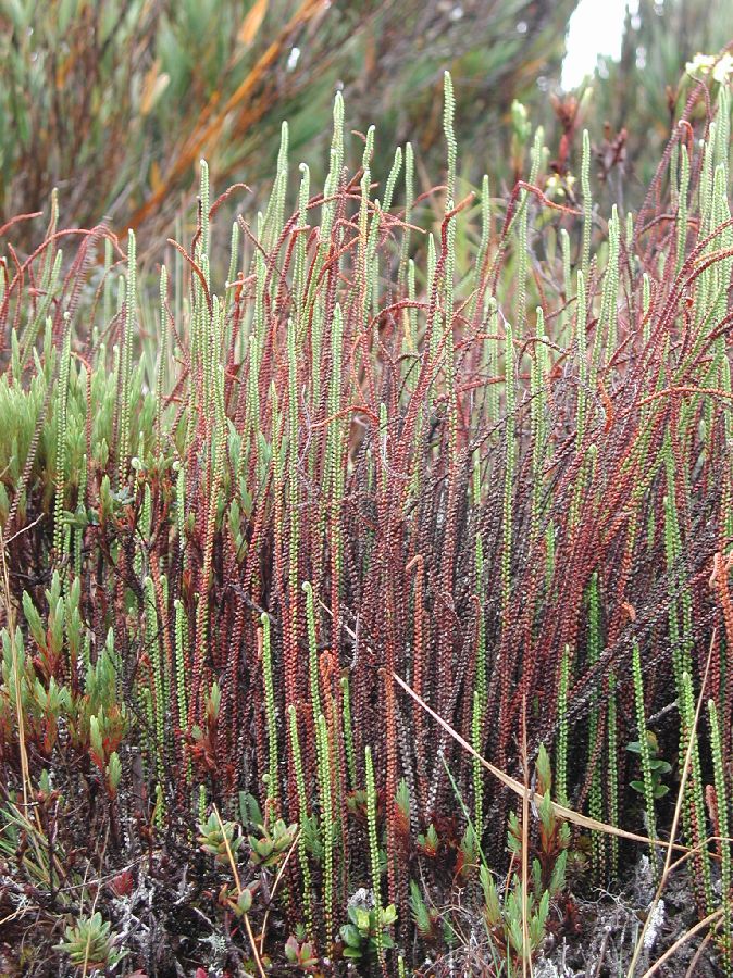 Pteridaceae Jamesonia scammanae