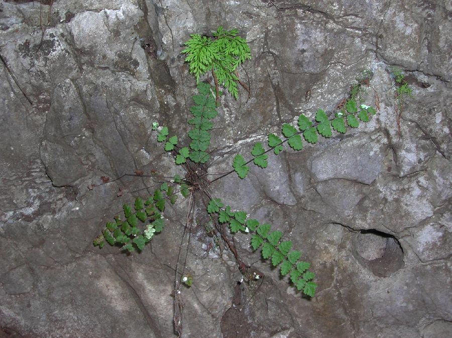 Pteridaceae Notholaena meridionalis