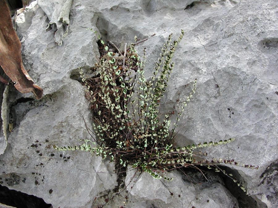 Pteridaceae Notholaena meridionalis