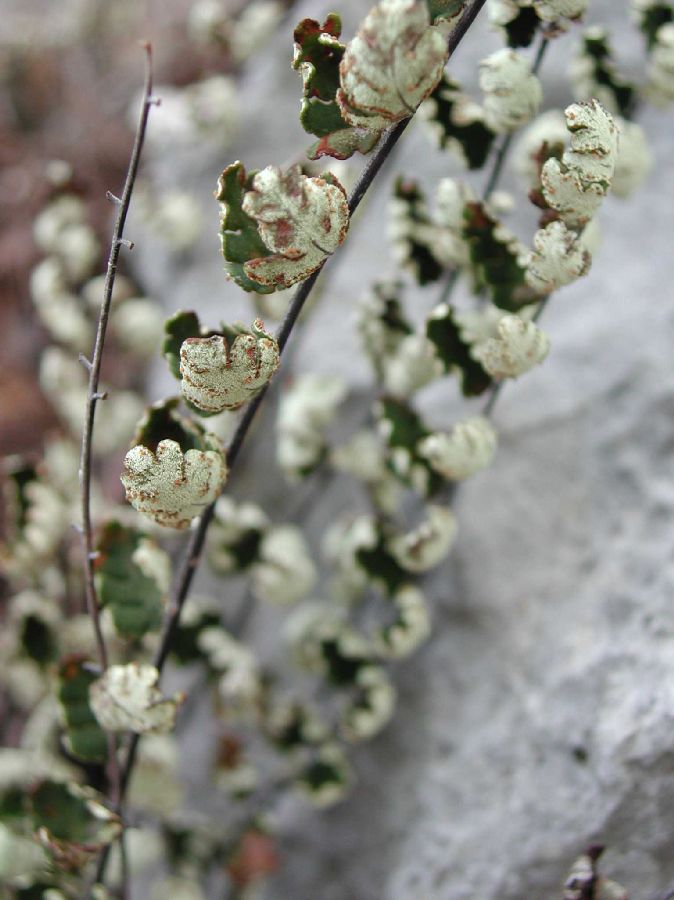Pteridaceae Notholaena meridionalis
