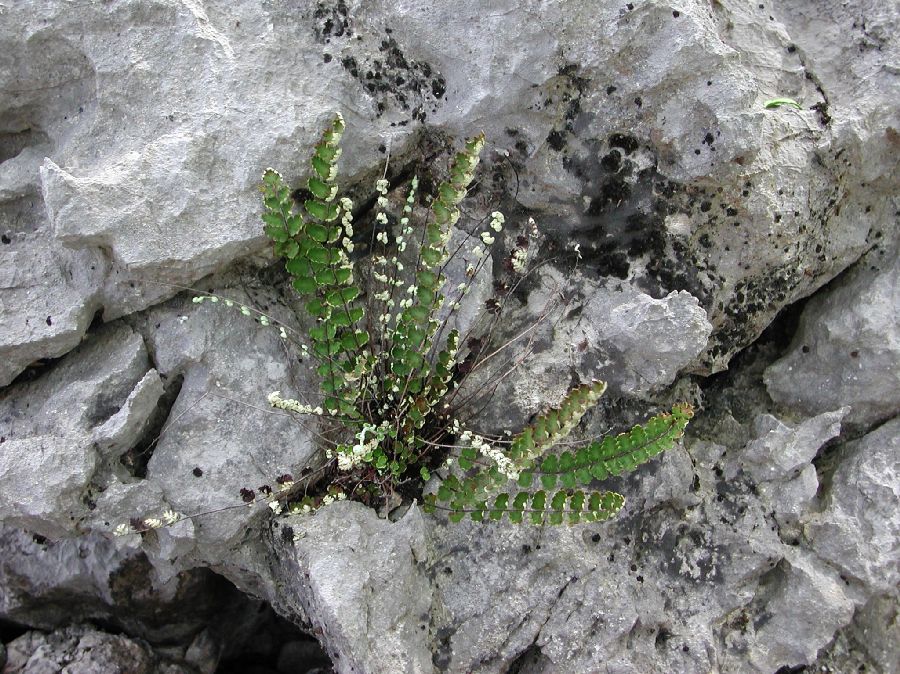 Pteridaceae Notholaena meridionalis