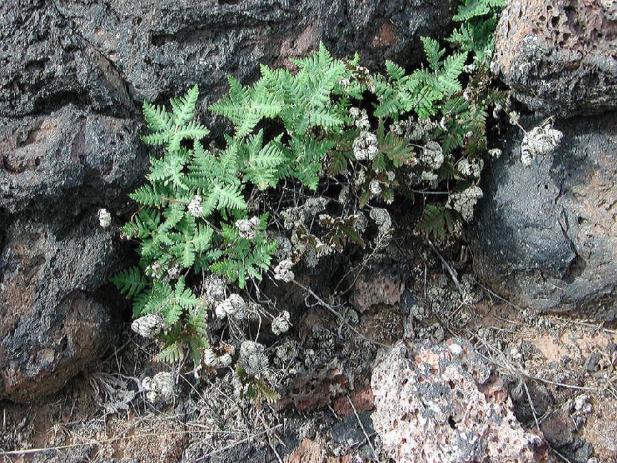 Pteridaceae Notholaena standleyi