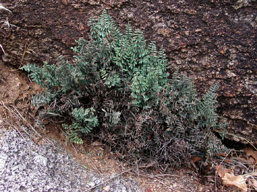 Pteridaceae Pellaea truncata
