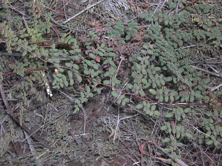 Pteridaceae Pellaea andromedifolia