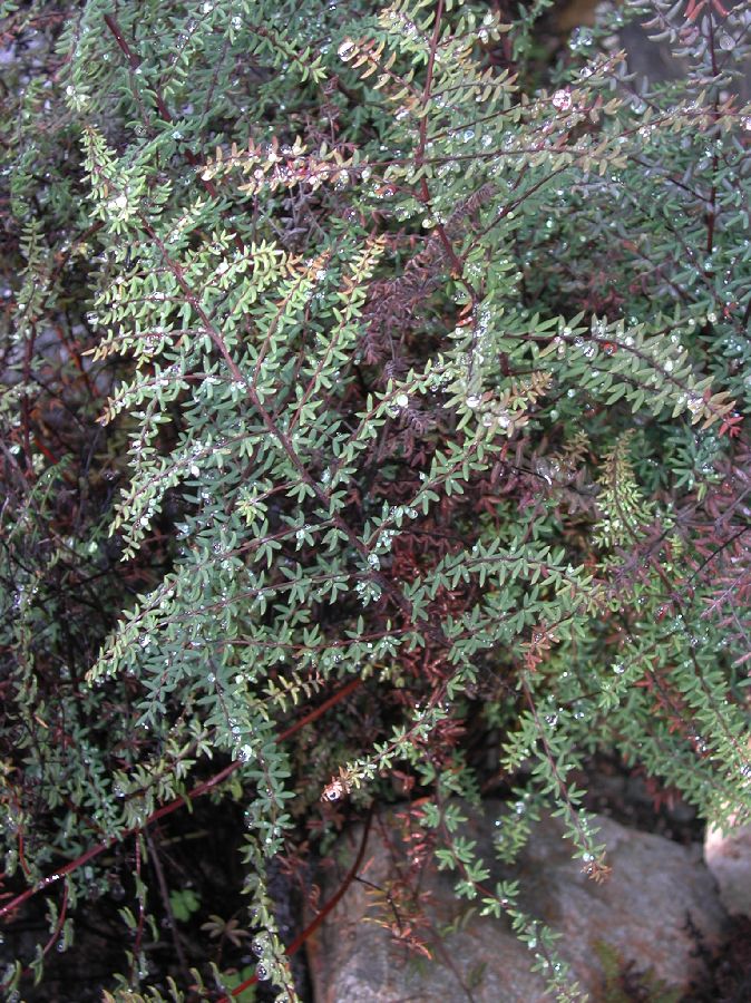 Pteridaceae Pellaea mucronata