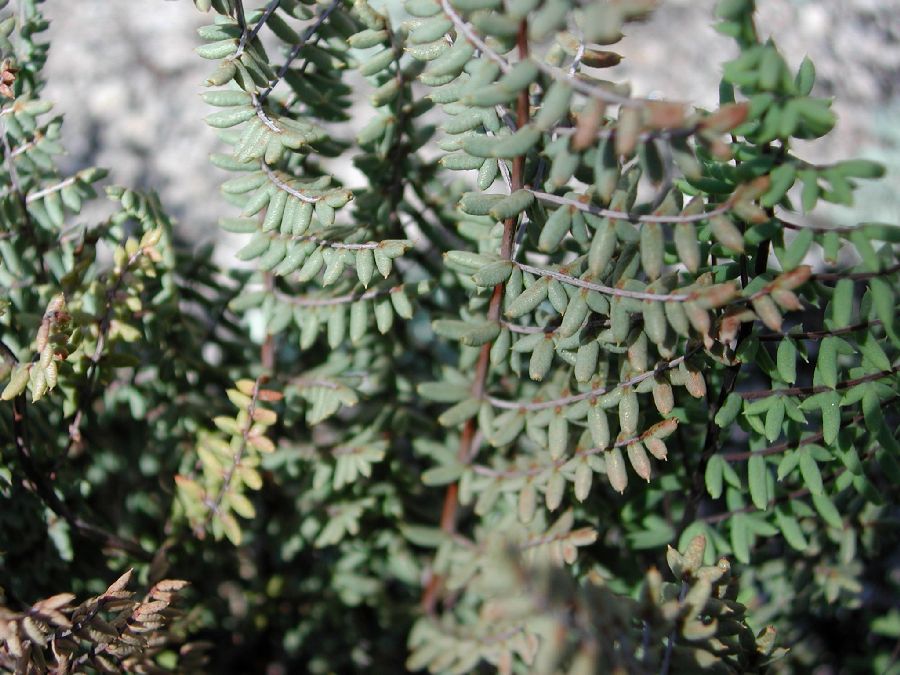Pteridaceae Pellaea mucronata